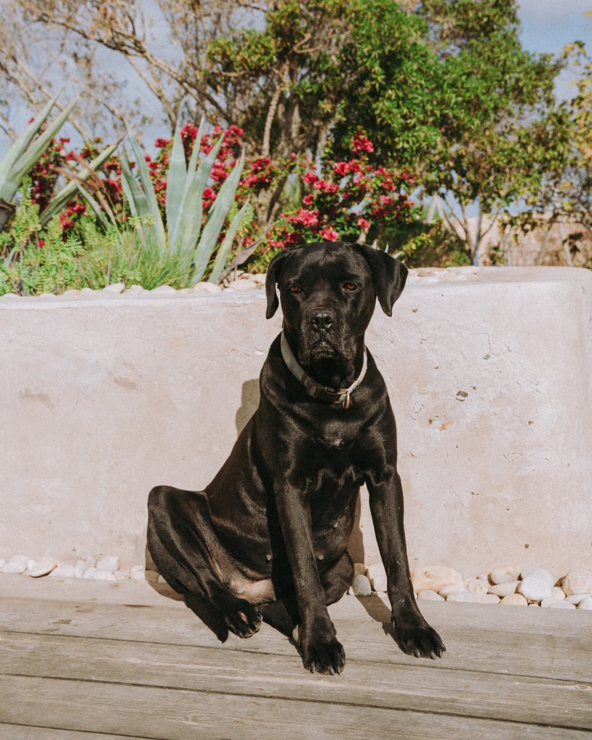 Le chien de la maison, assis sur un muret blanc devant les bougainvilliers