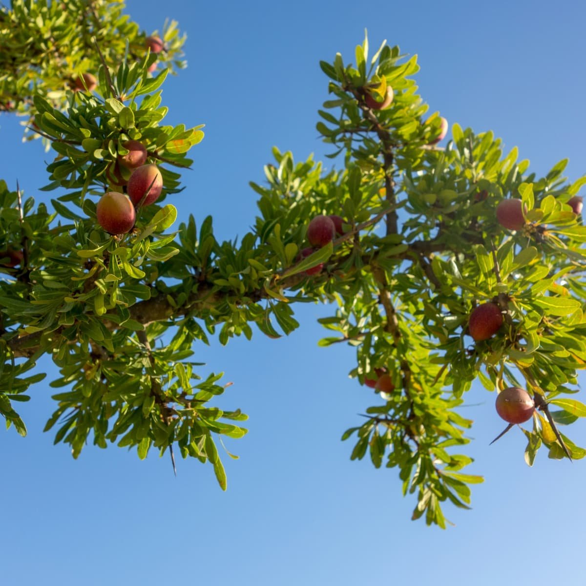 Les fruits d’un arganier, sur la route de Marrakech