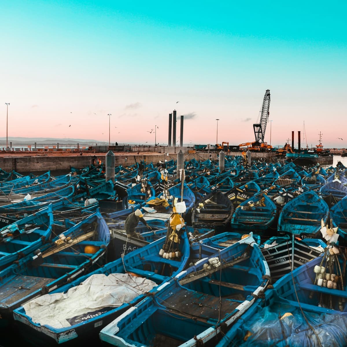 Les barques bleues du port d’Essaouira alignées à quai