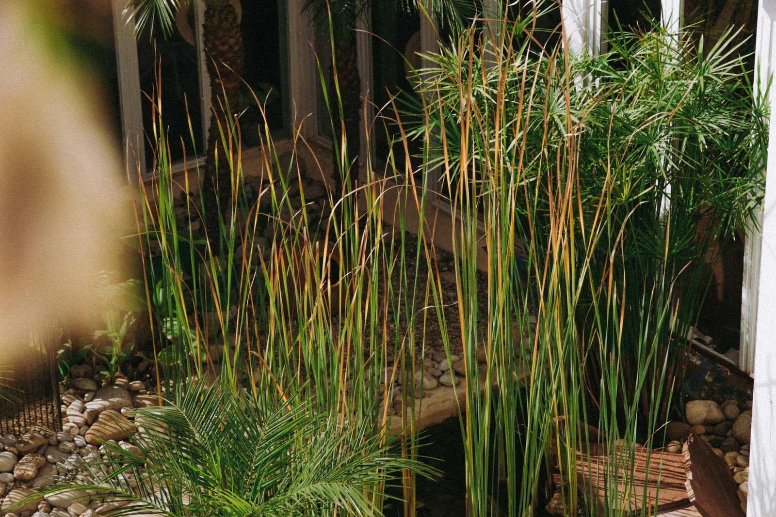 Le bassin aux papyrus près du hammam, galets et marches blanches