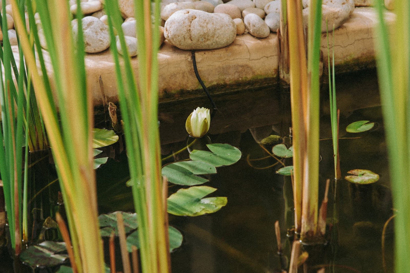 Le bassin aux nénuphars et ses papyrus, galets blancs