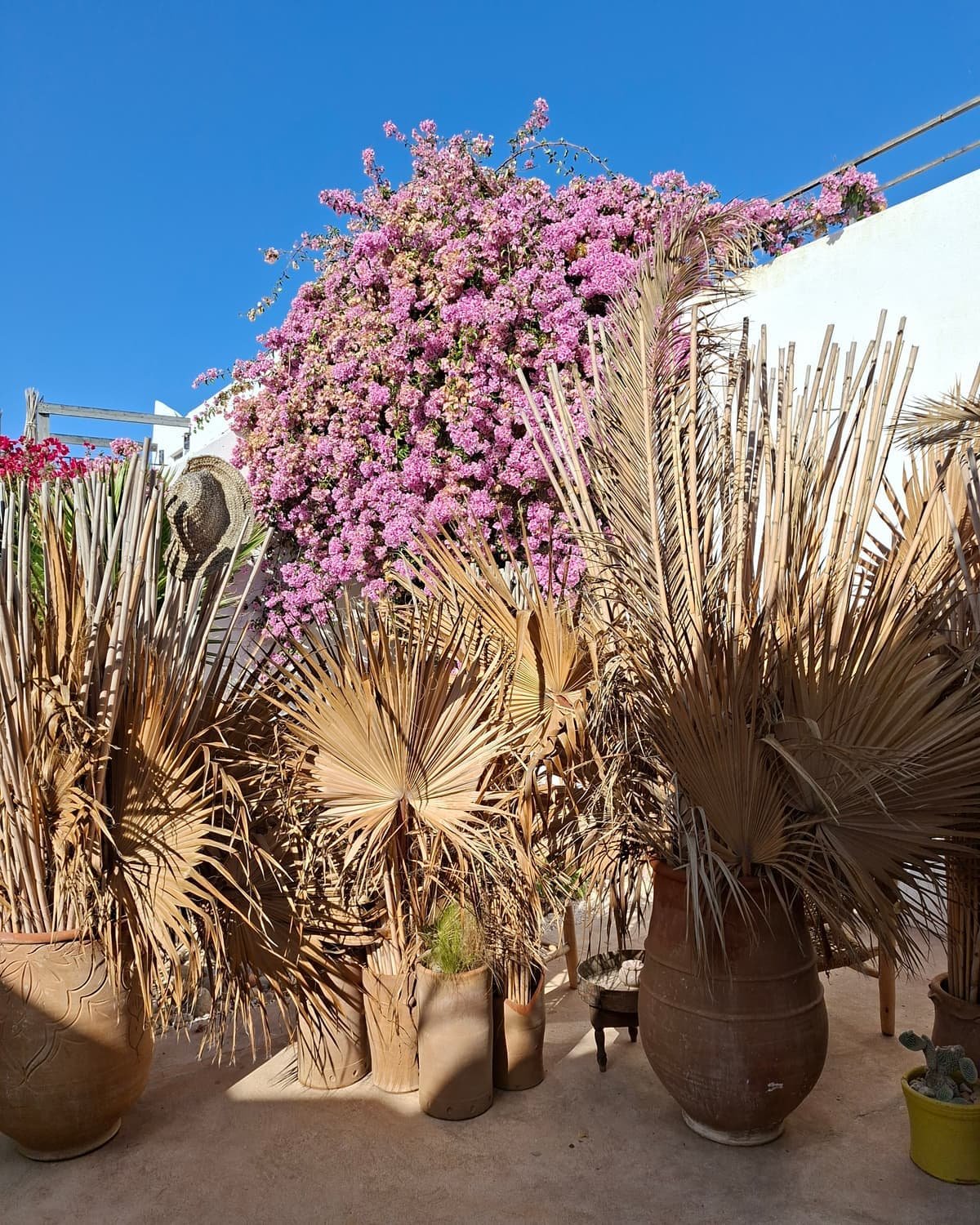 Bougainvilliers roses et palmes sechees contre un mur blanc