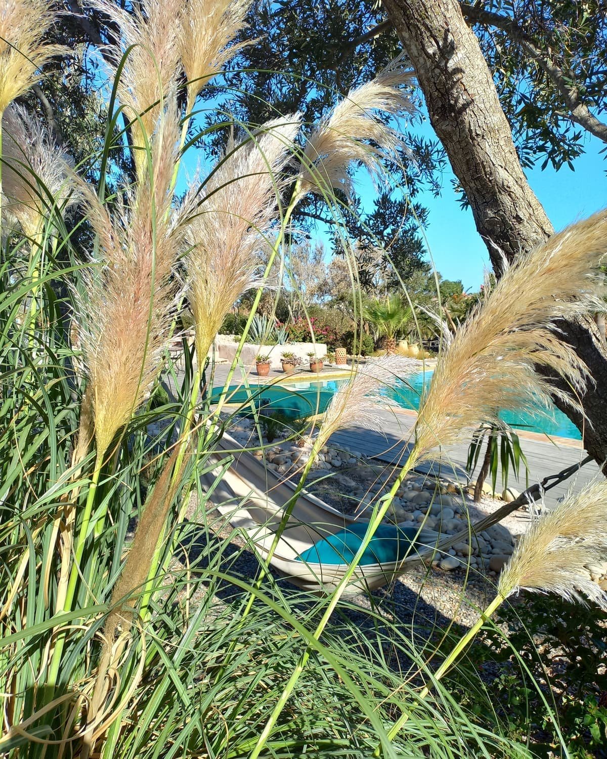 Herbes de la pampa devant la piscine, a l’ombre des arbres