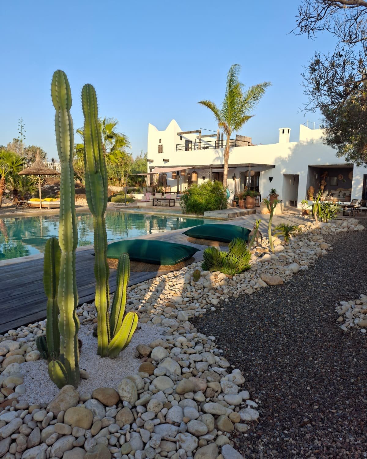 Cactus et galets le long de la piscine, les batiments blancs au fond