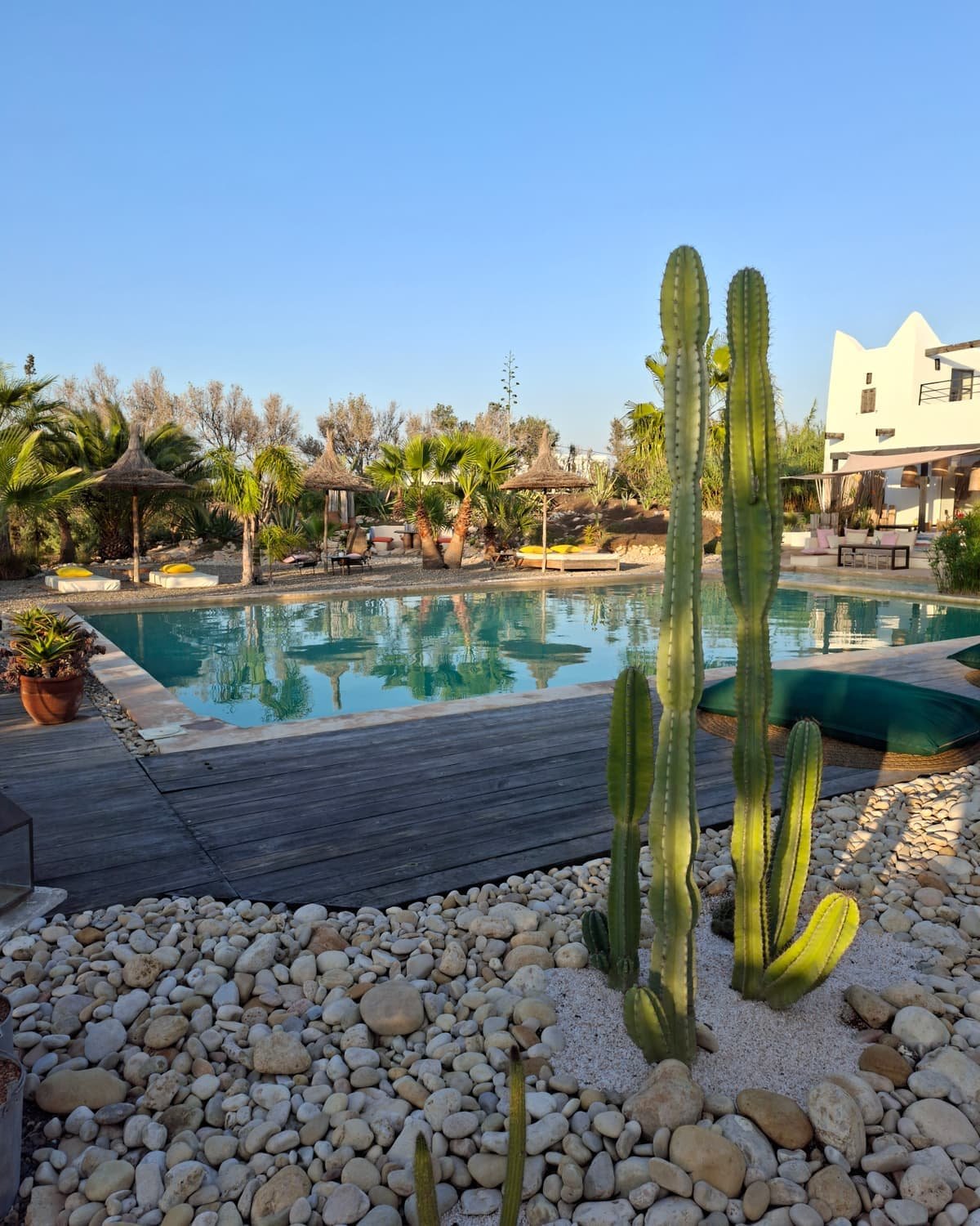 Grands cactus plantes dans les galets, au bord de la piscine