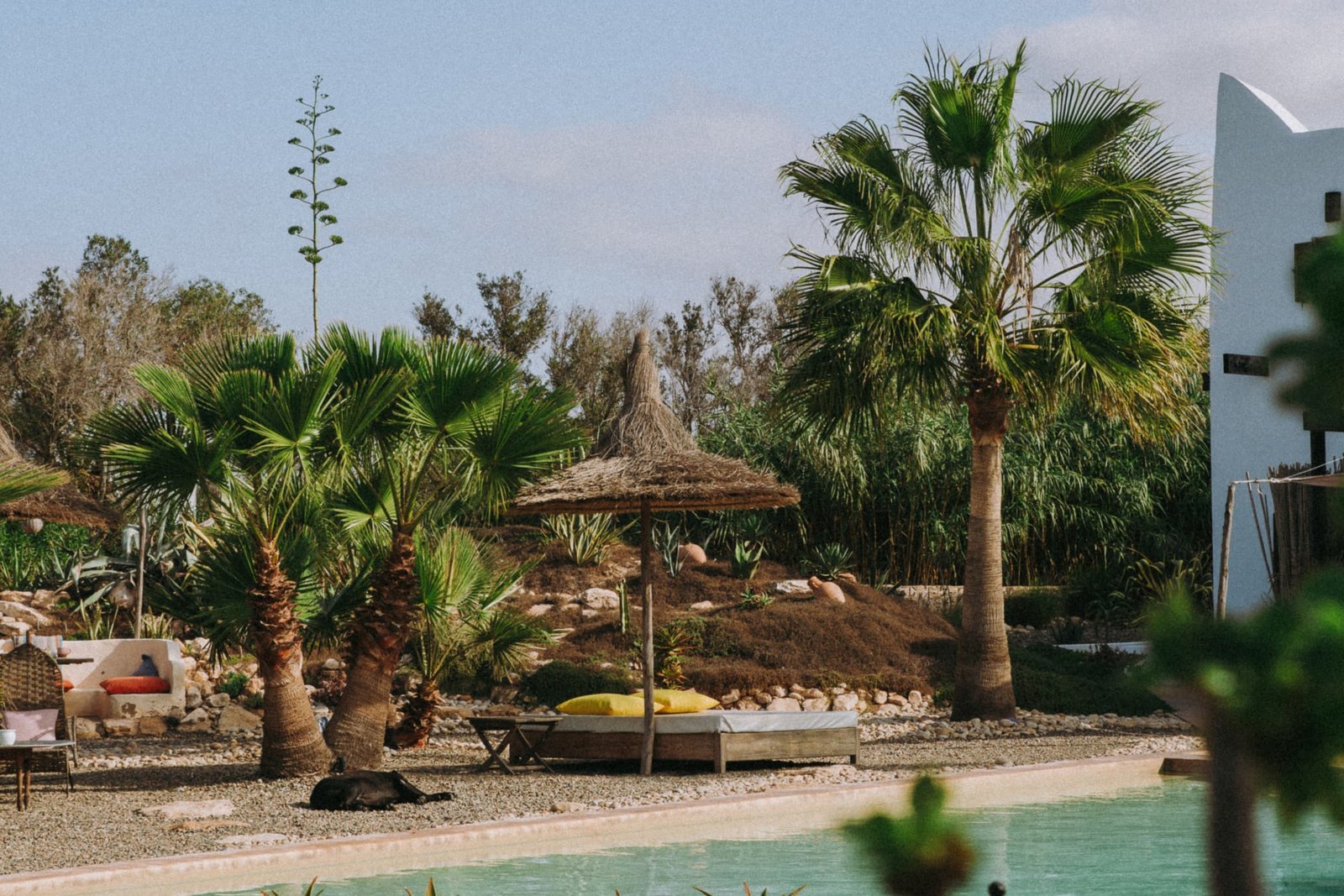 La piscine bordée de palmiers et de cactus, la maison blanche au fond